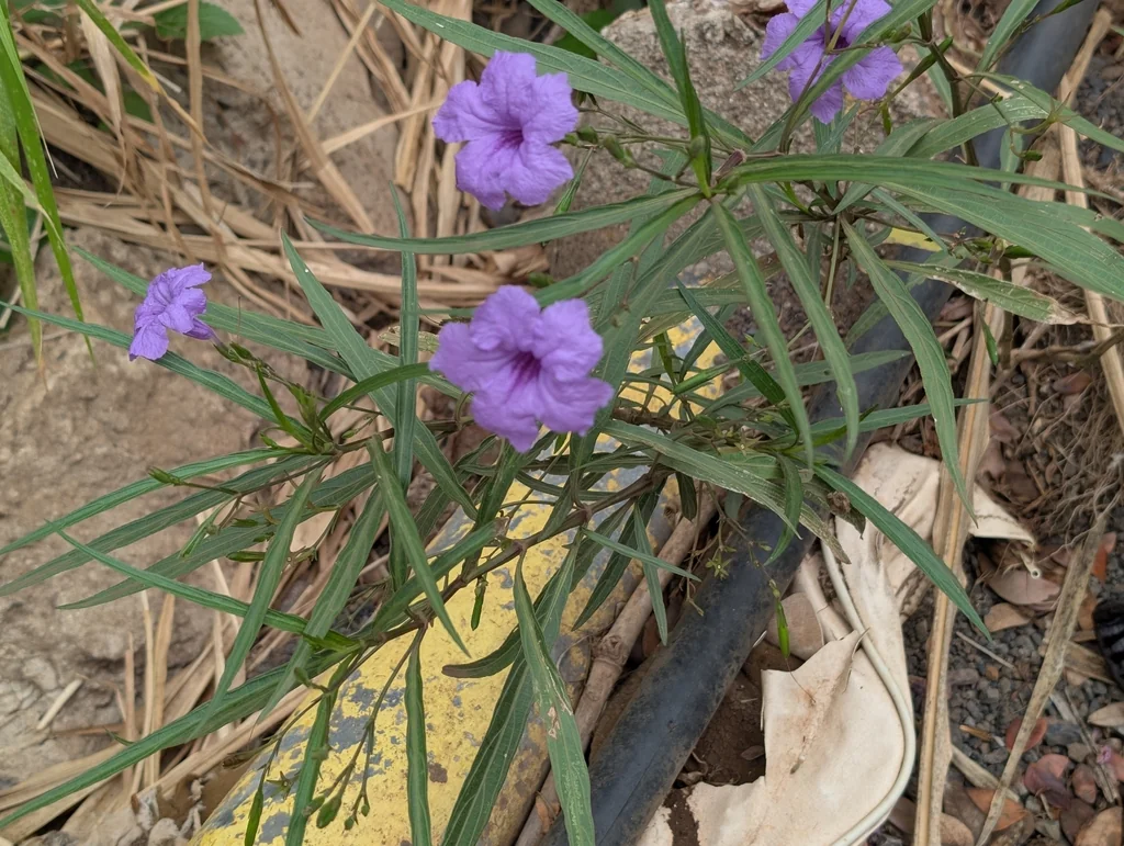 Ruellia Brittoniana