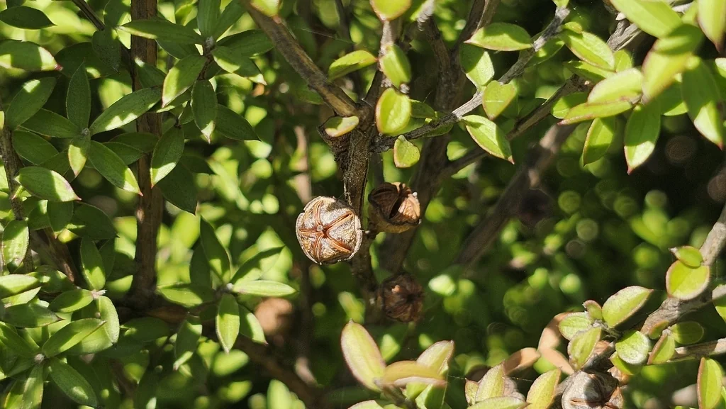 Leptospermum Scoparium