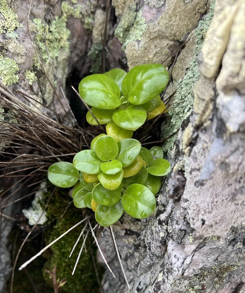 Coprosma repens