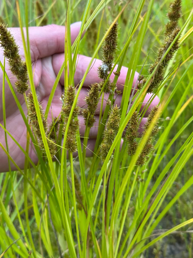 Carex Vulpinoidea
