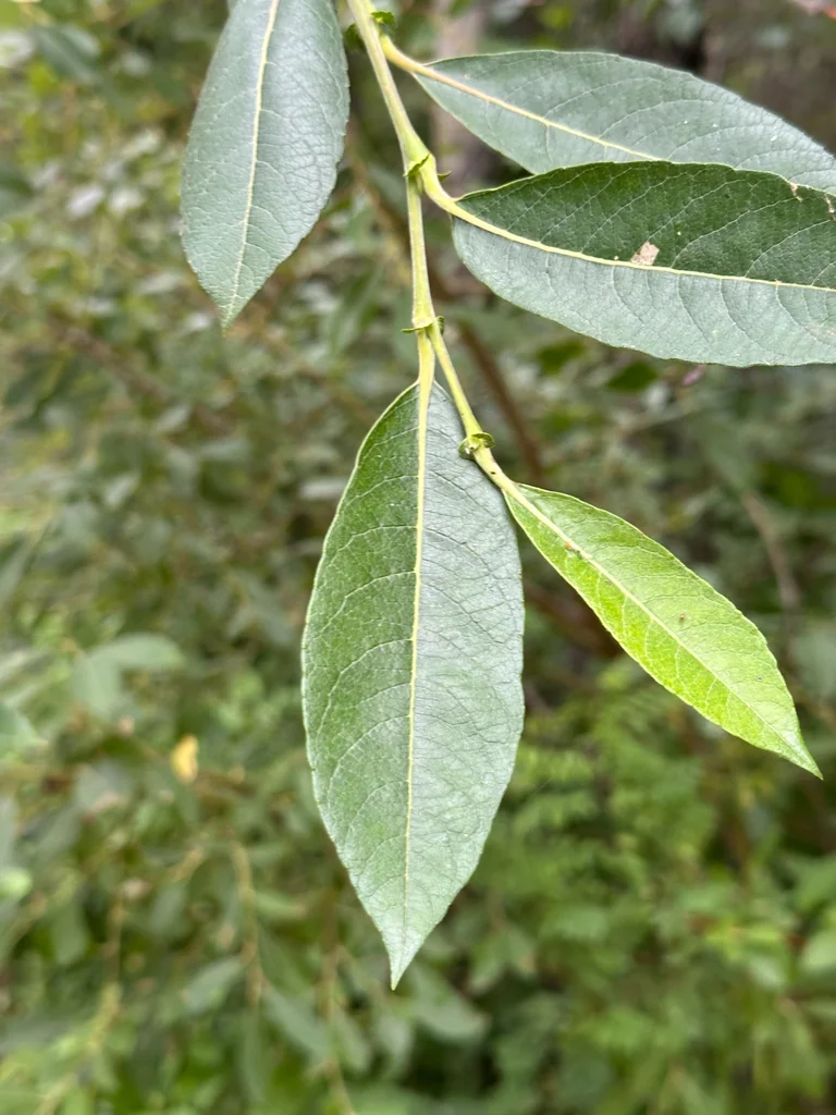 Salix Scouleriana