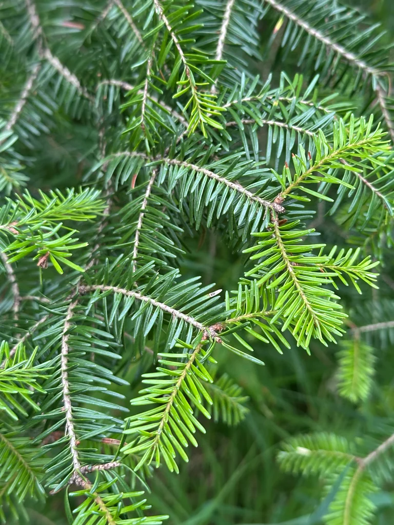 Abies Balsamea