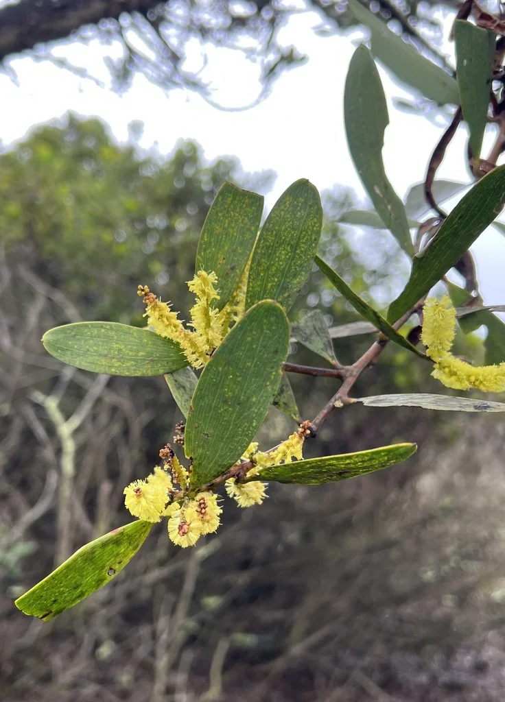 Acacia Longifolia