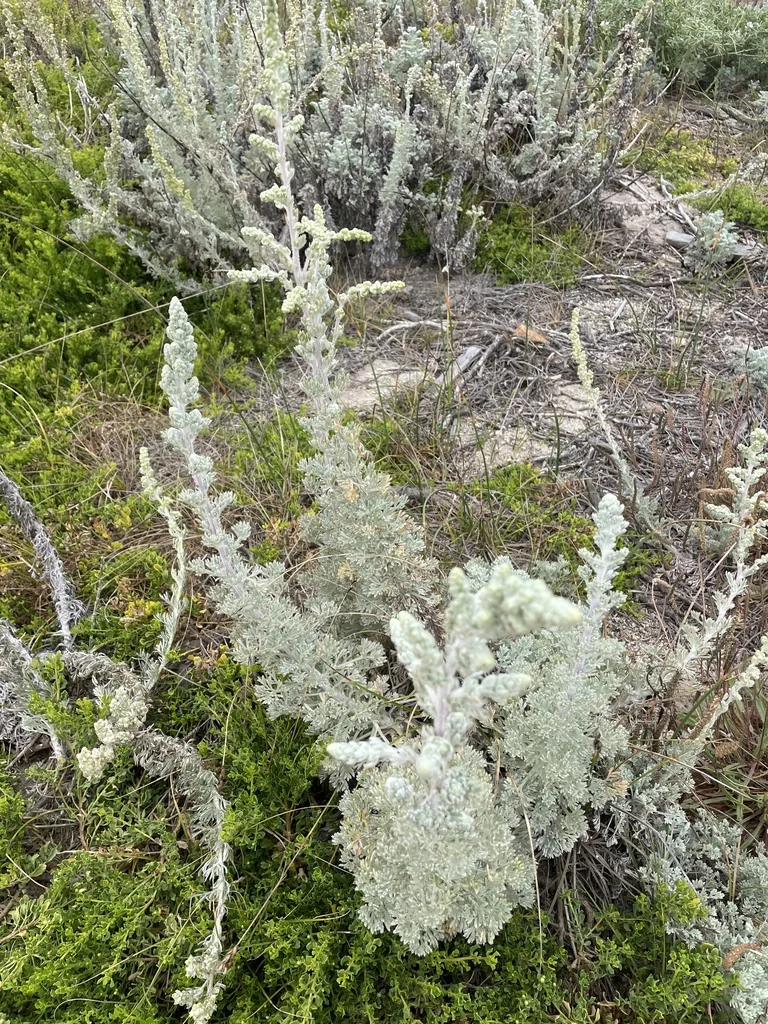 Artemisia Pycnocephala