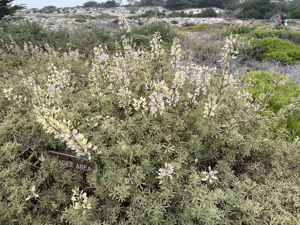 Lupinus Albifrons
