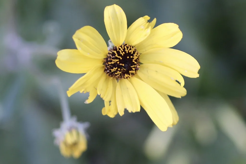 Encelia californica