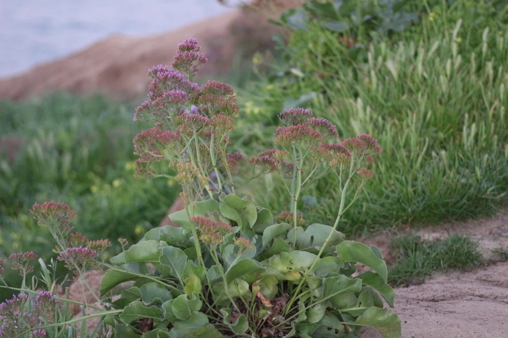 Limonium Perezii