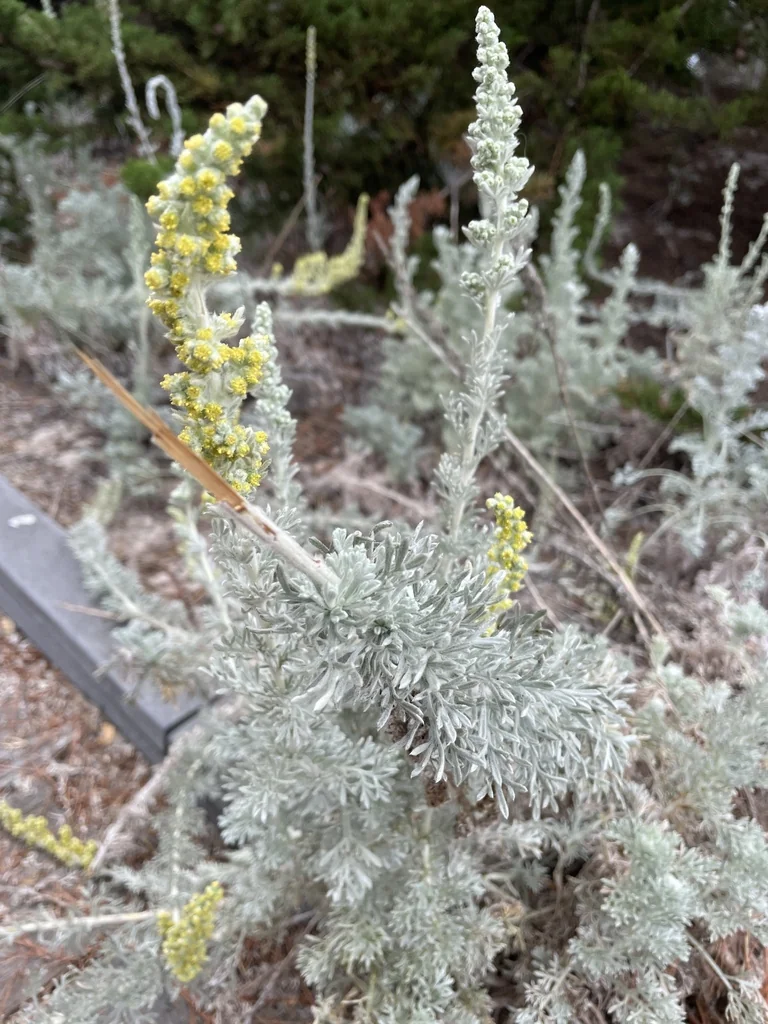 Artemisia Pycnocephala