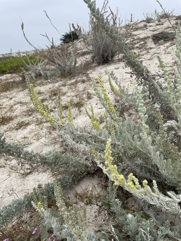 Artemisia Pycnocephala