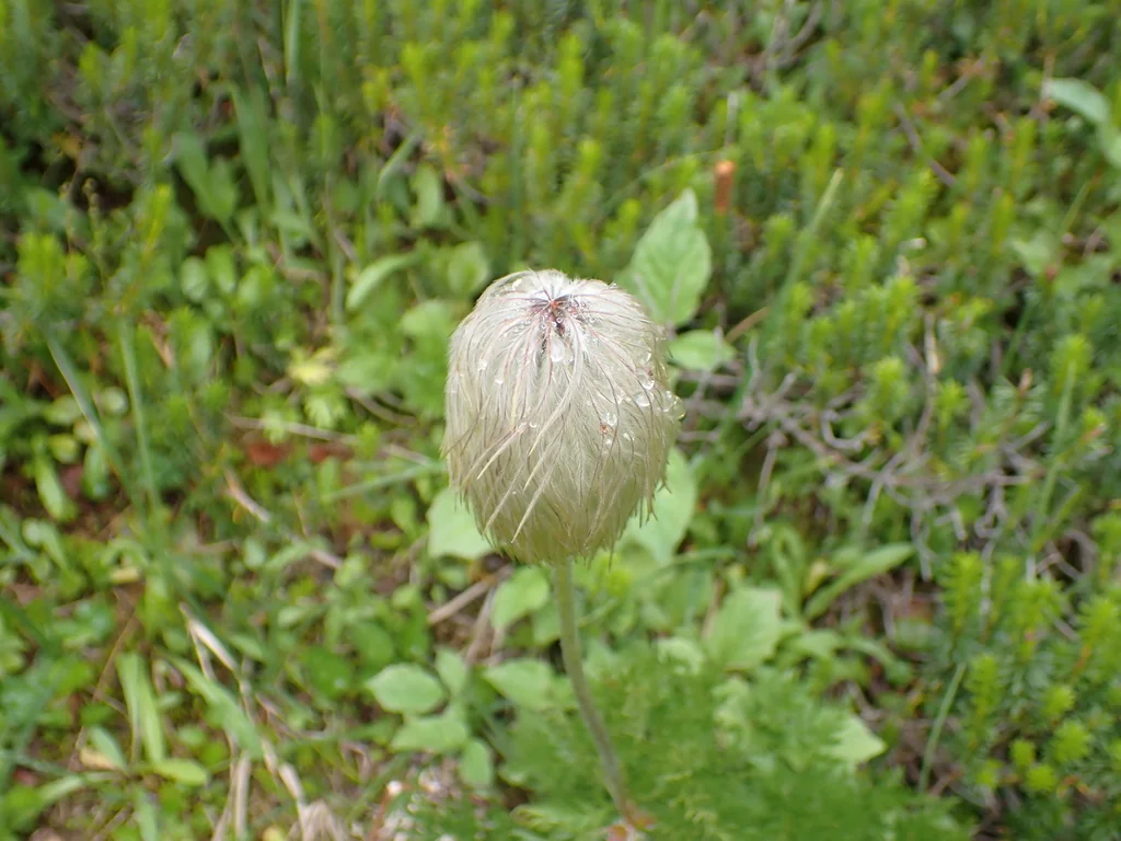 Anemone Occidentalis