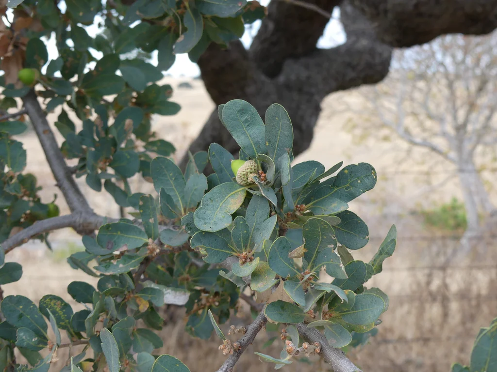 Quercus dumosa