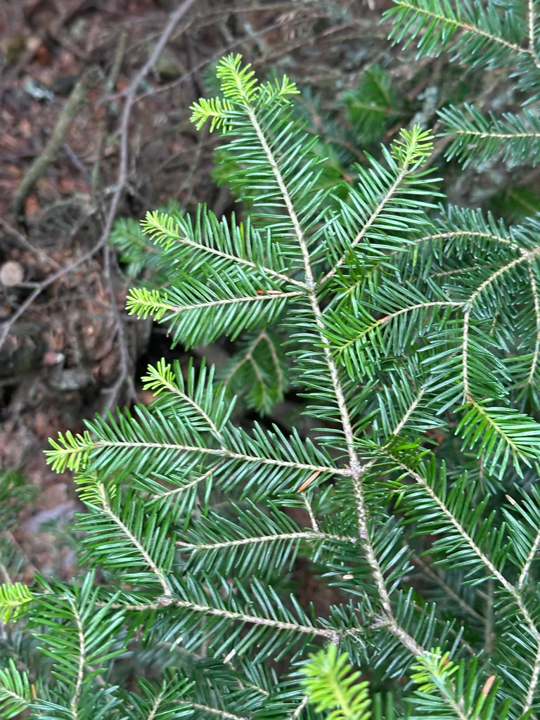Abies Balsamea