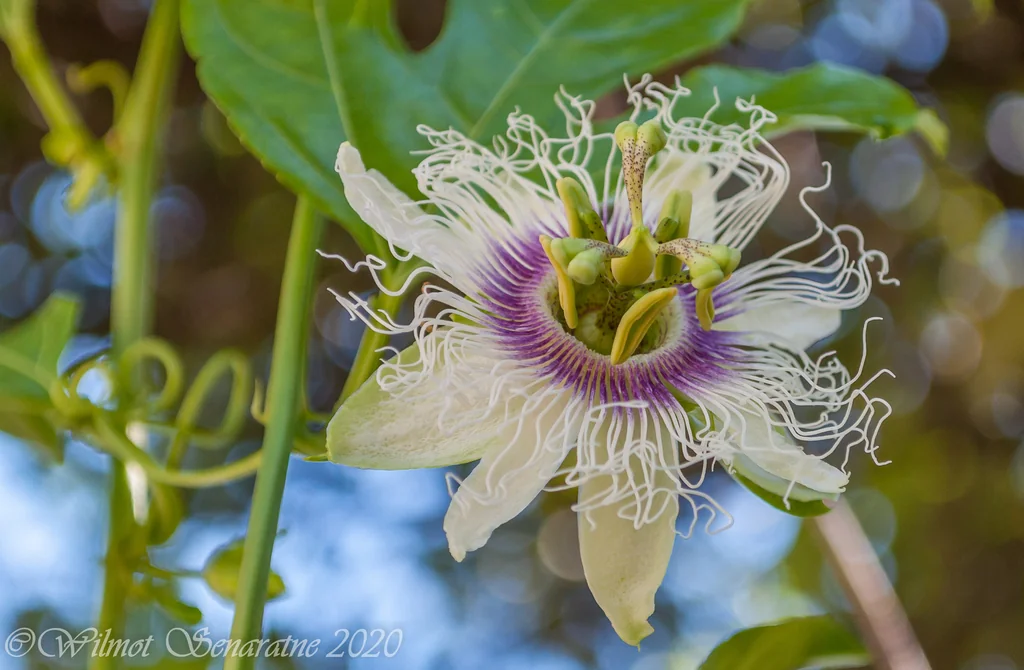 Passiflora Edulis