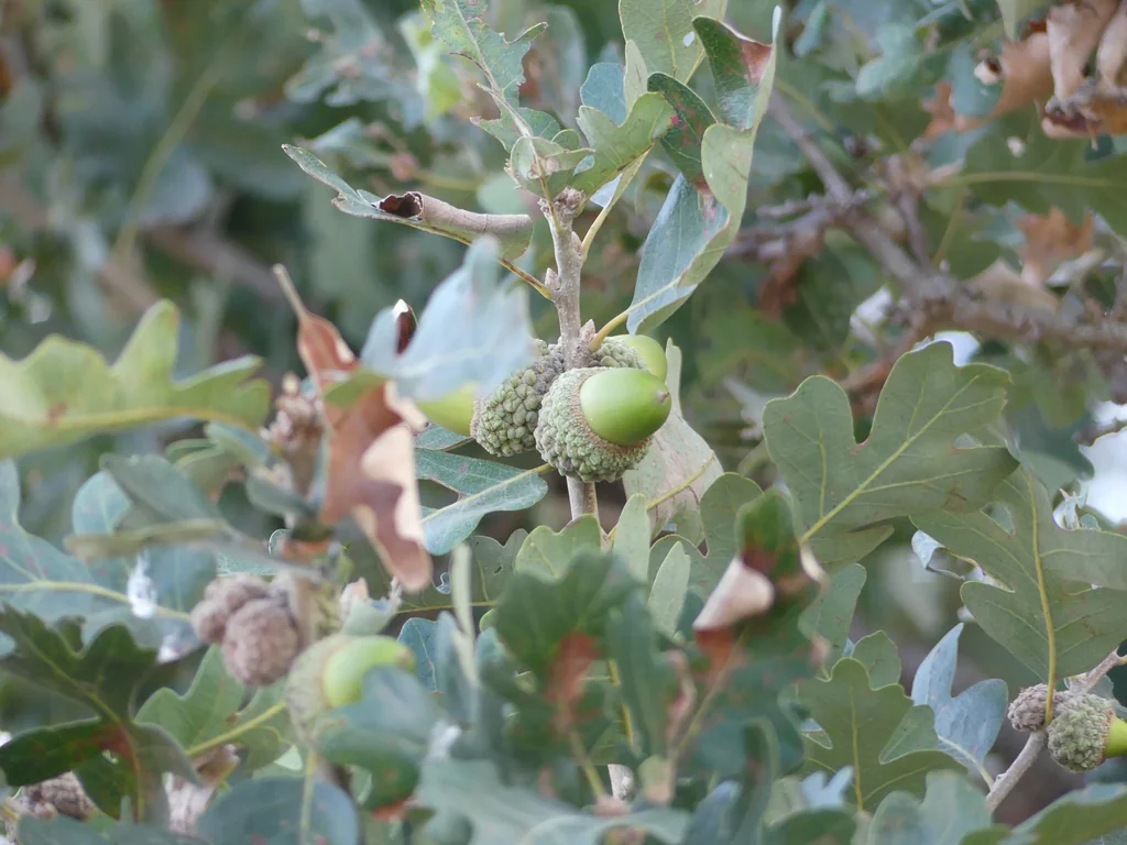Quercus Lobata