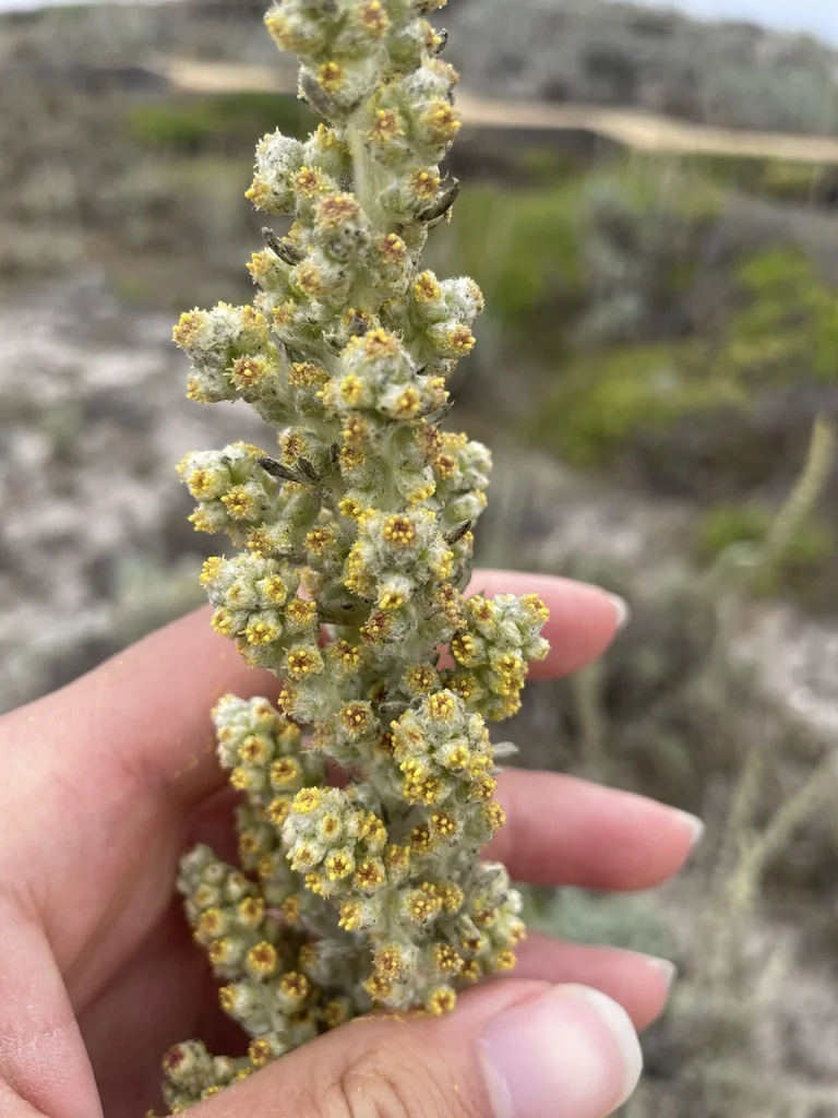 Artemisia Pycnocephala
