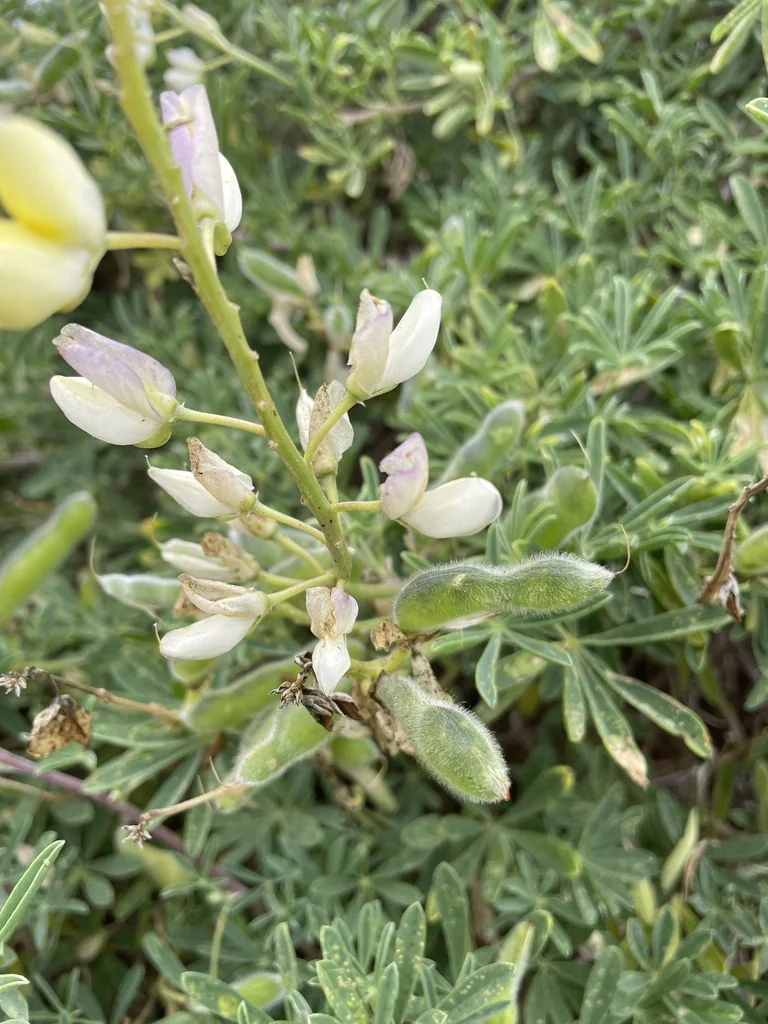 Lupinus Albifrons