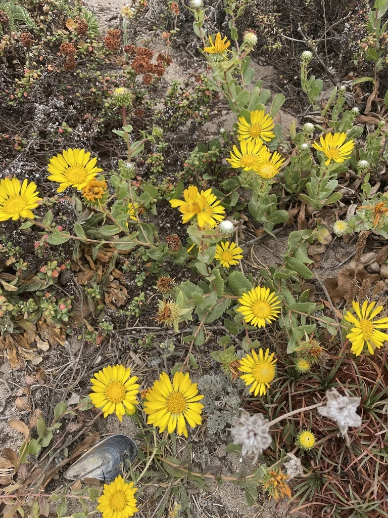 Grindelia stricta