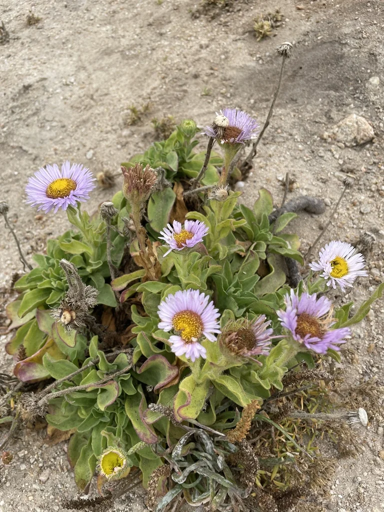 Erigeron Glaucus
