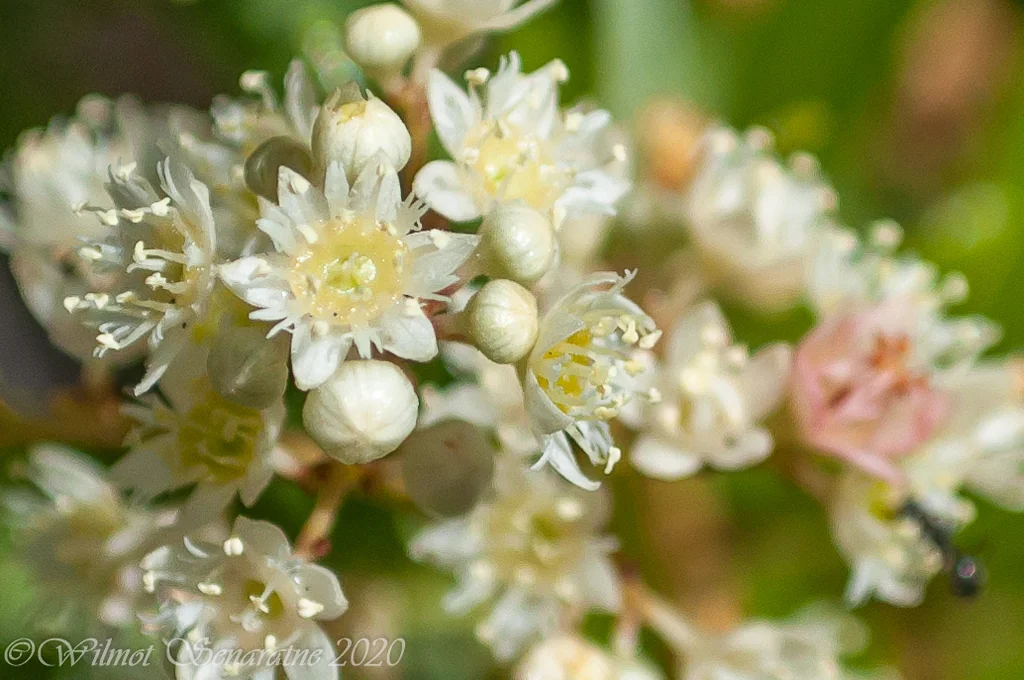 Ceratopetalum Gummiferum