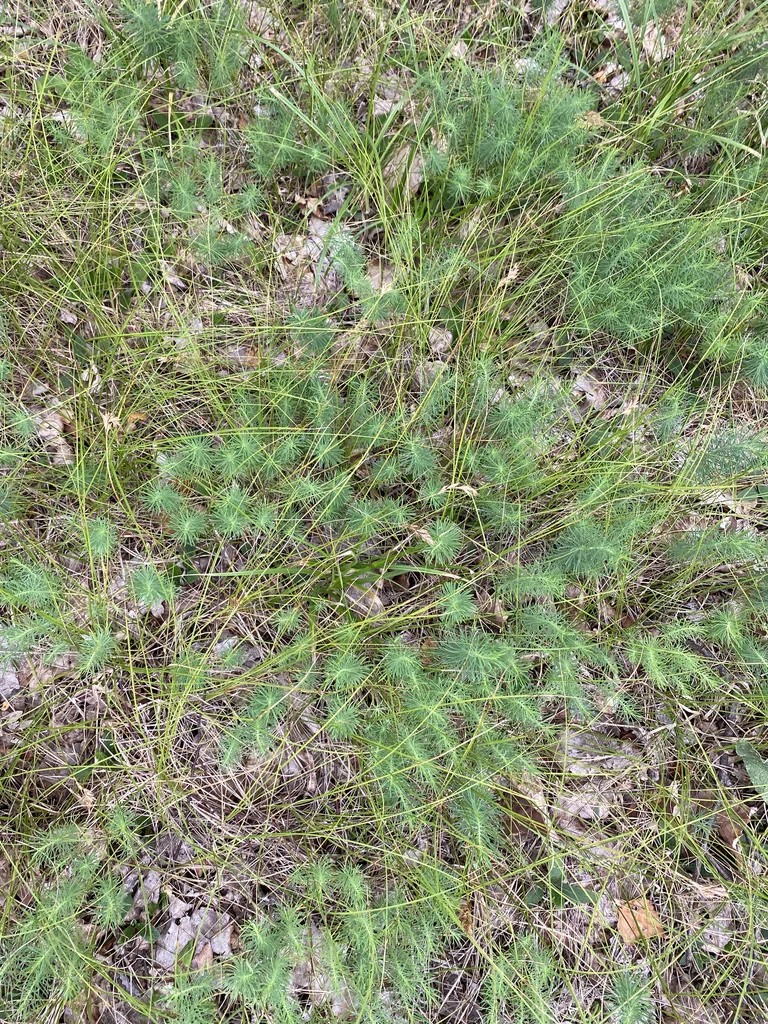 Euphorbia Cyparissias
