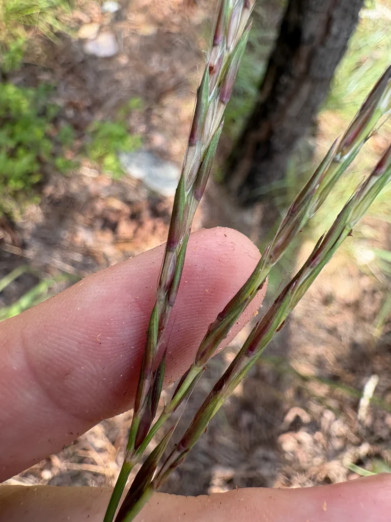Tripsacum Dactyloides