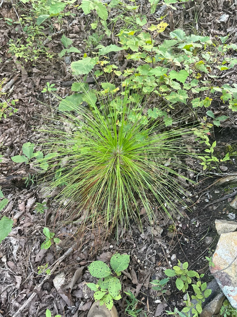 Pinus Palustris