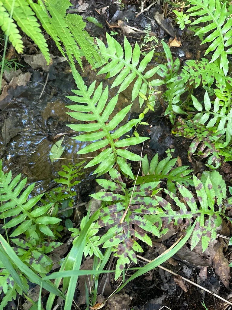 Woodwardia Areolata