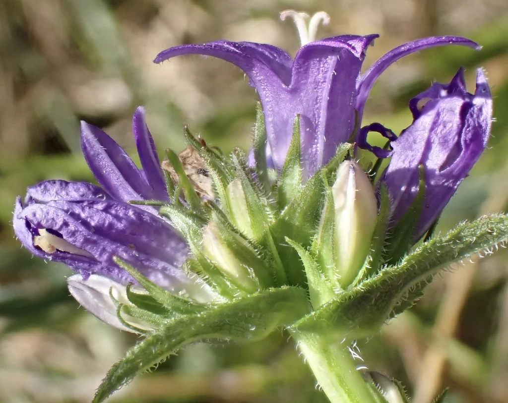 Campanula glomerata