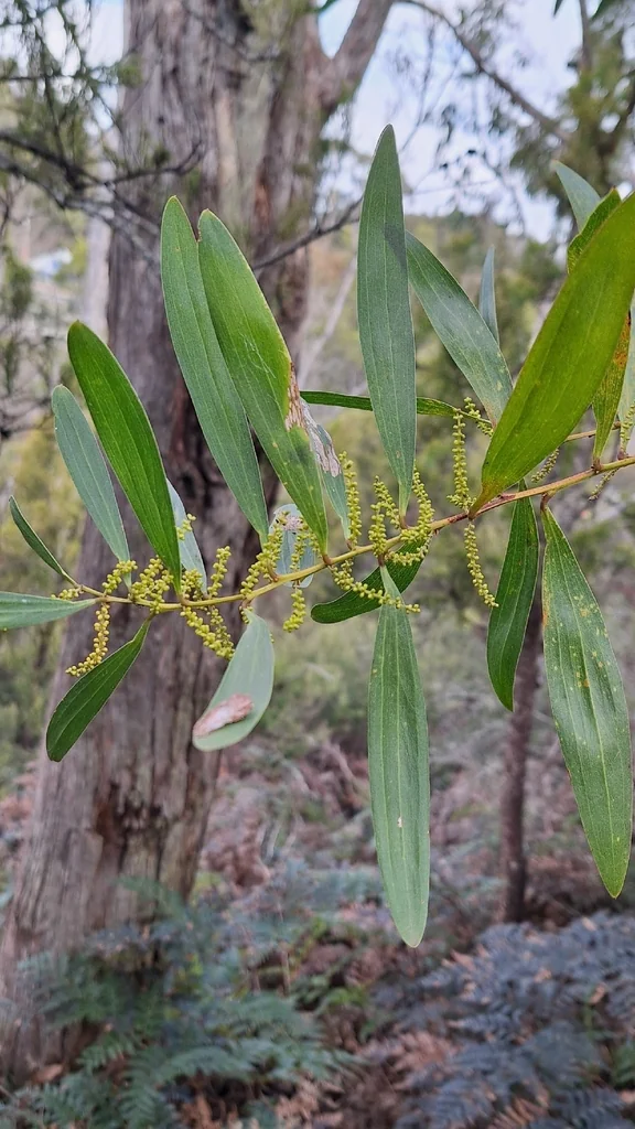 Acacia Longifolia