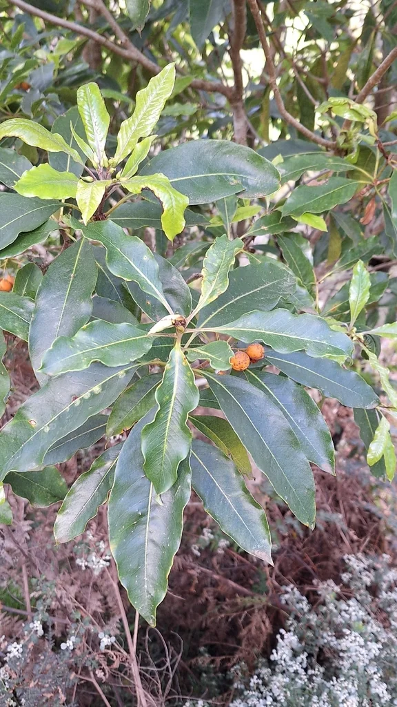 Pittosporum Undulatum