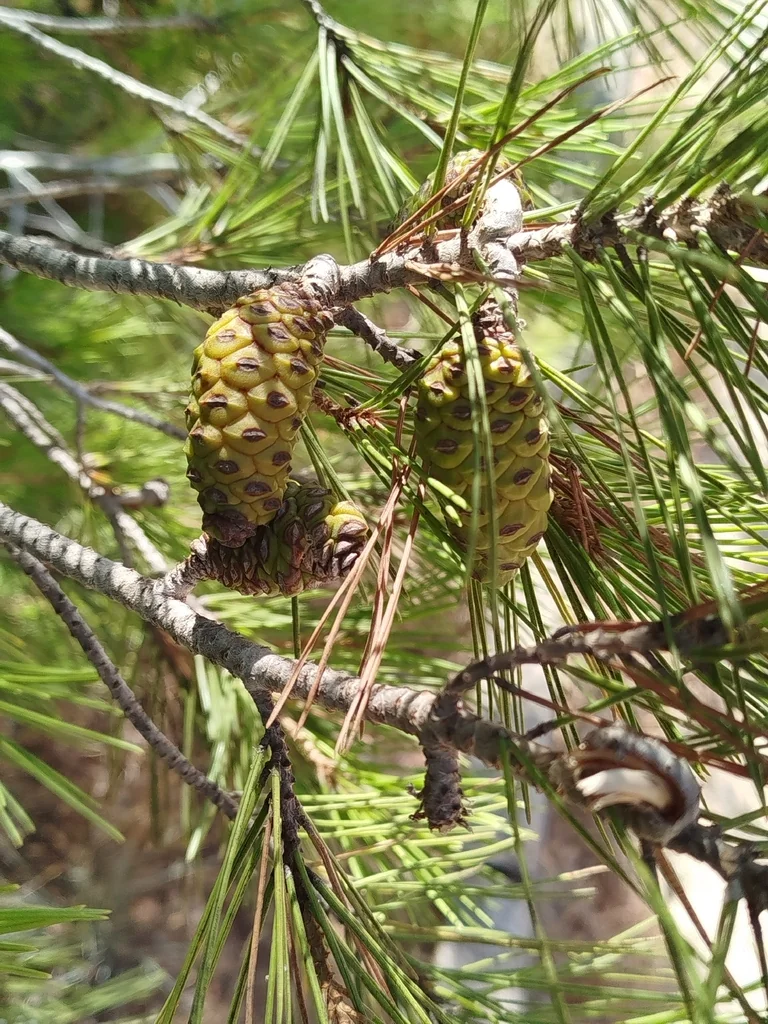 Pinus Halepensis