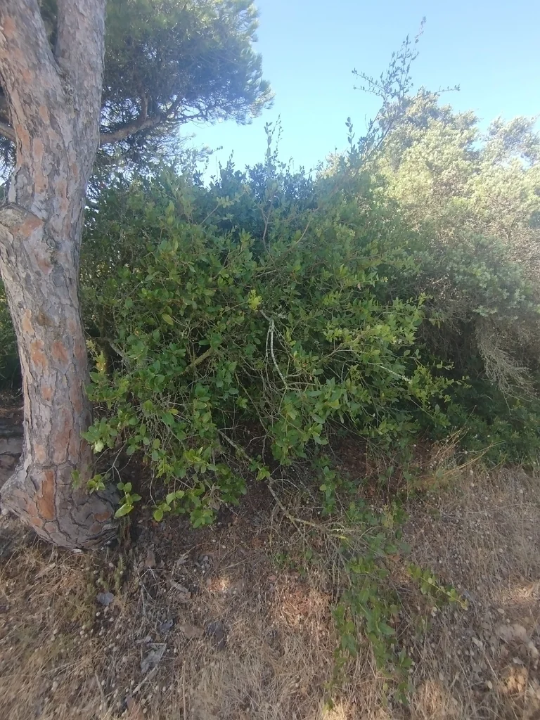 Pinus Pinea