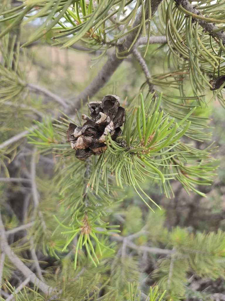 Pinus Edulis