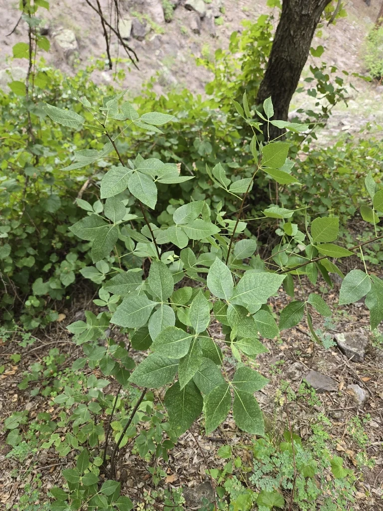 Ptelea Trifoliata