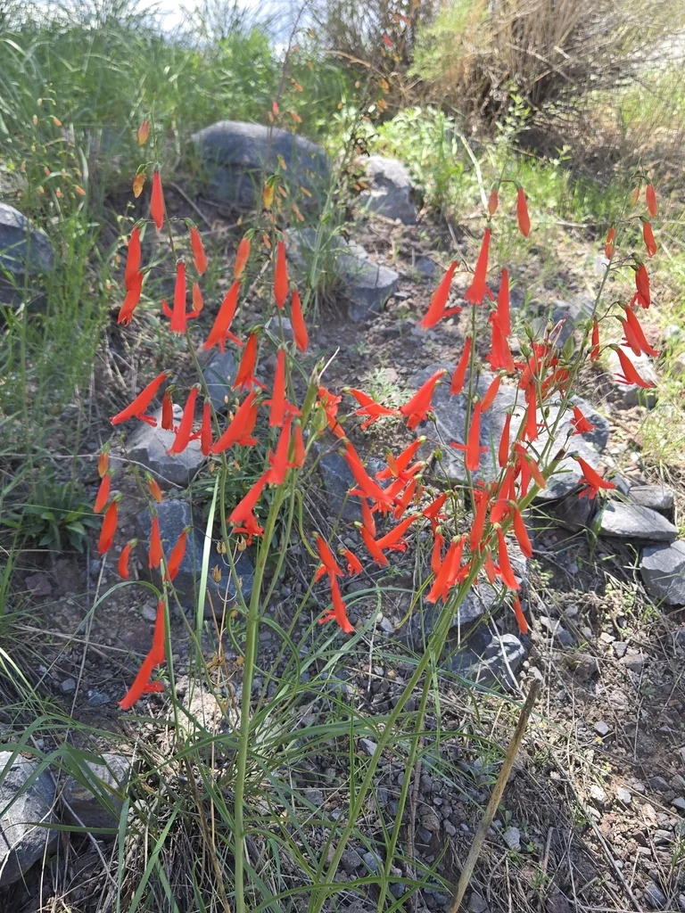 Penstemon barbatus