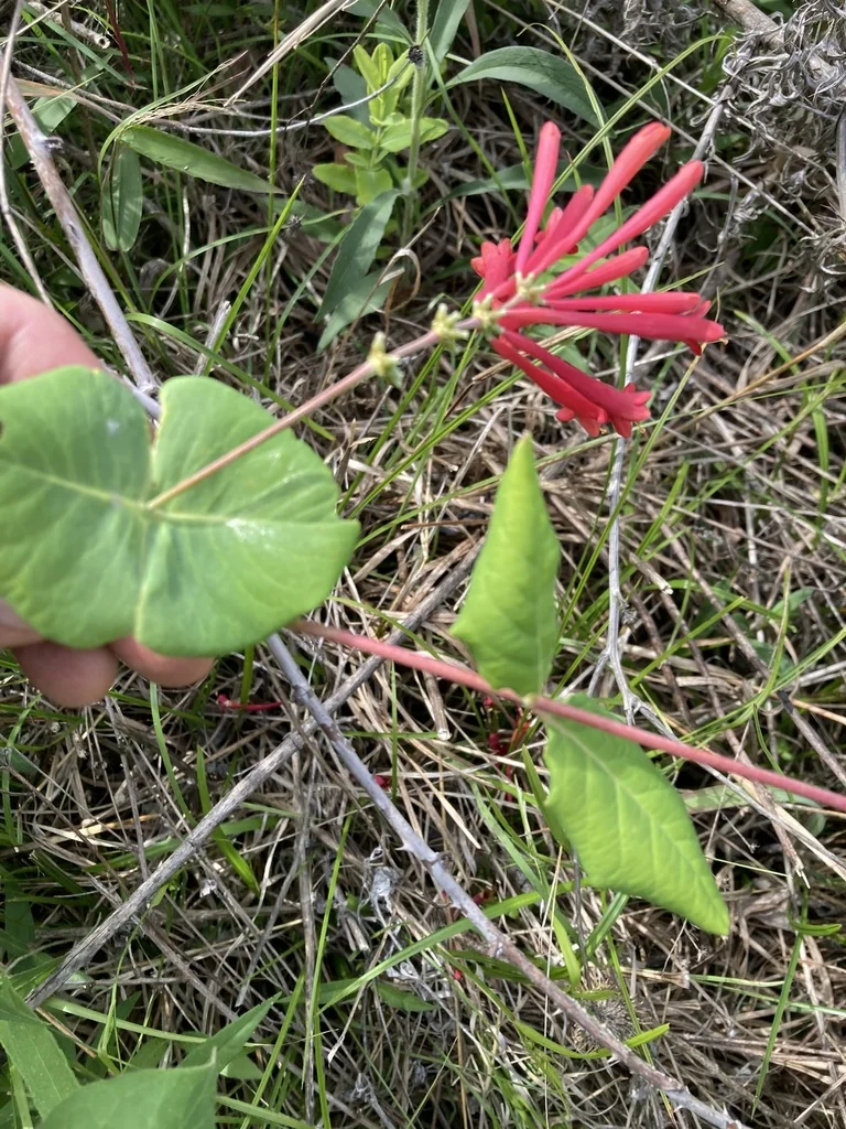 Lonicera Sempervirens