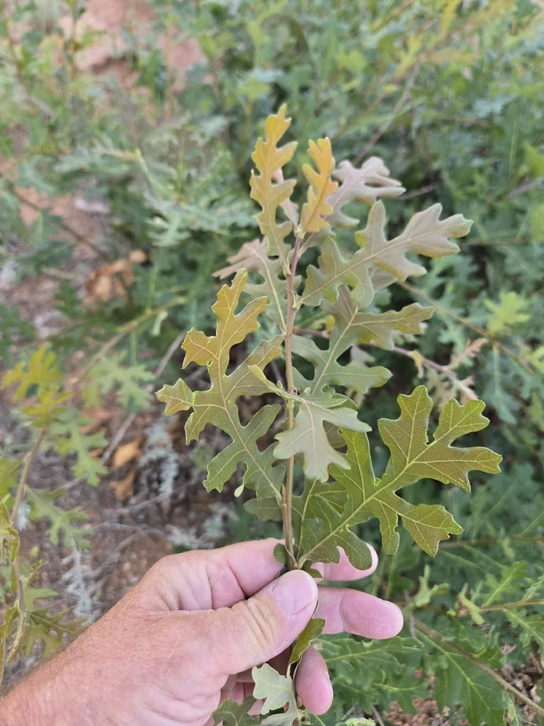 Quercus Gambelii