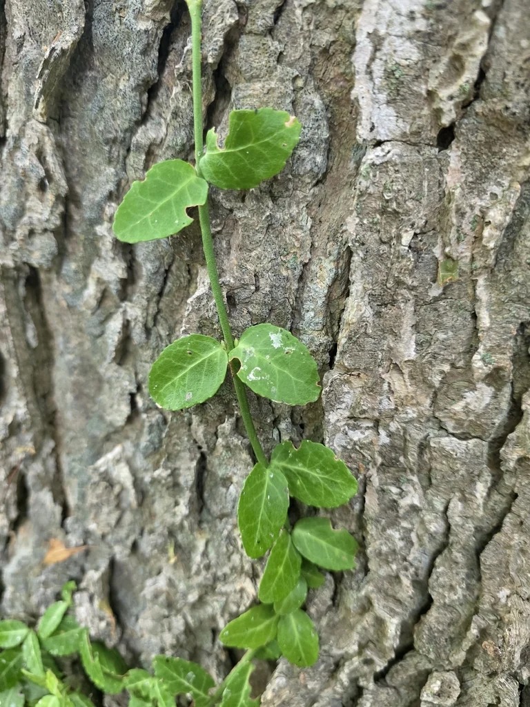 Euonymus fortunei