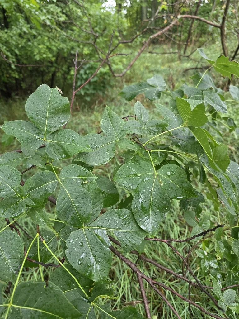Ptelea Trifoliata
