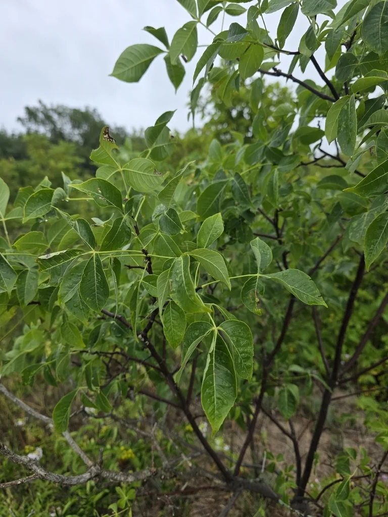 Ptelea Trifoliata