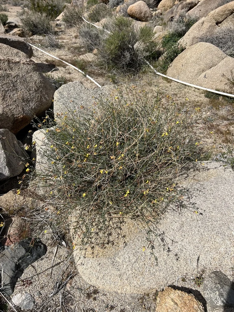 Lotus Rigidus