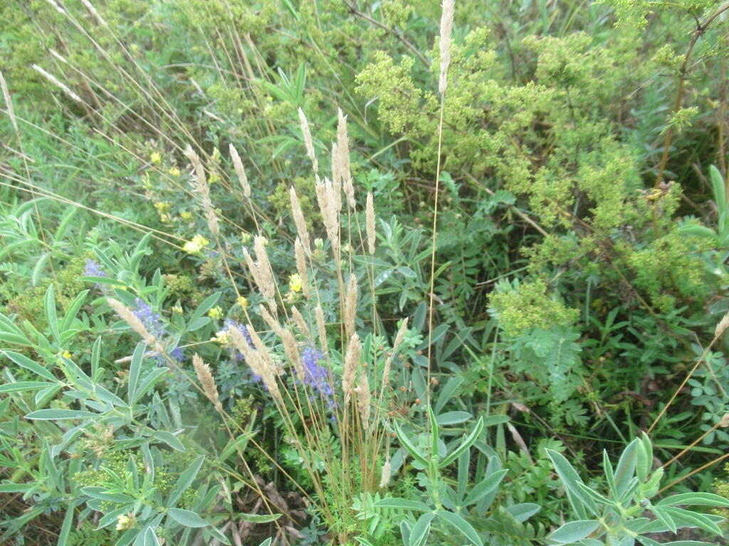 Koeleria Macrantha