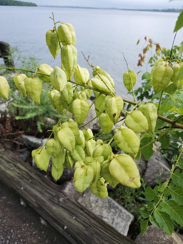 Koelreuteria Paniculata