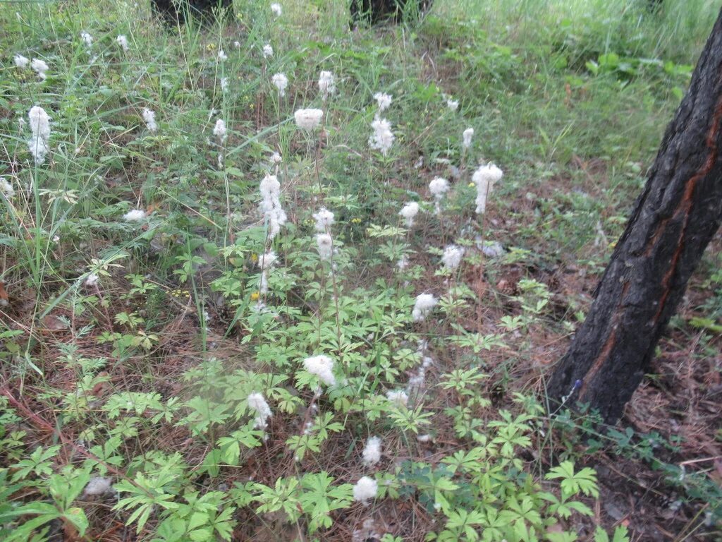 Anemone Sylvestris