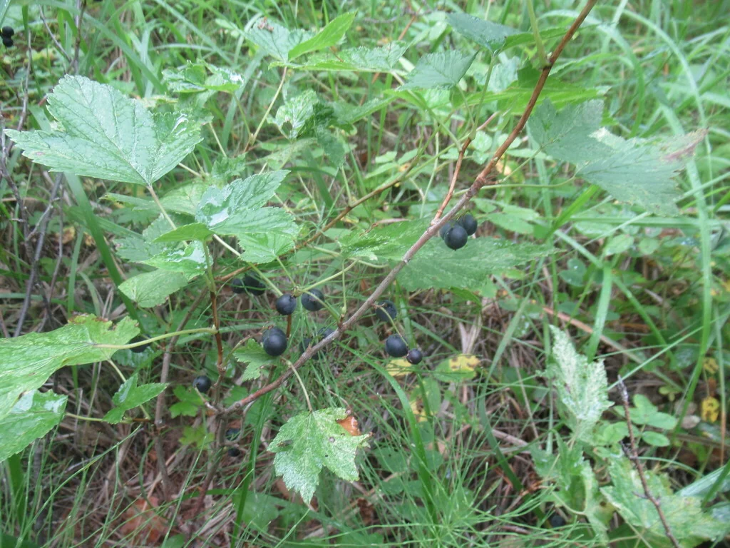 Ribes Nigrum