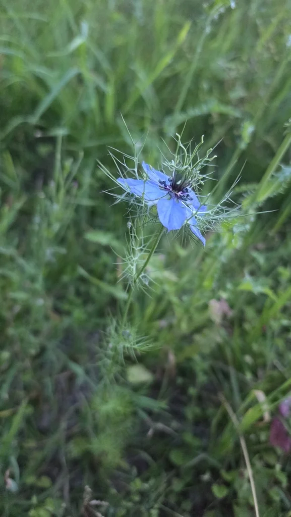 Nigella Damascena