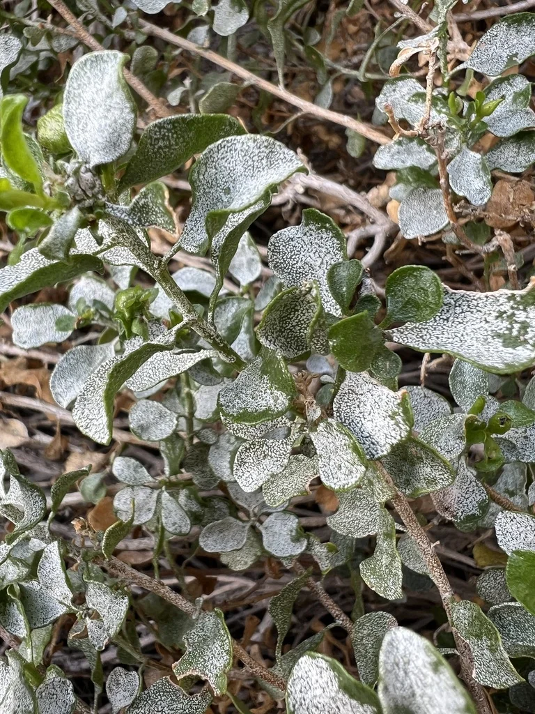 Ericameria Cuneata
