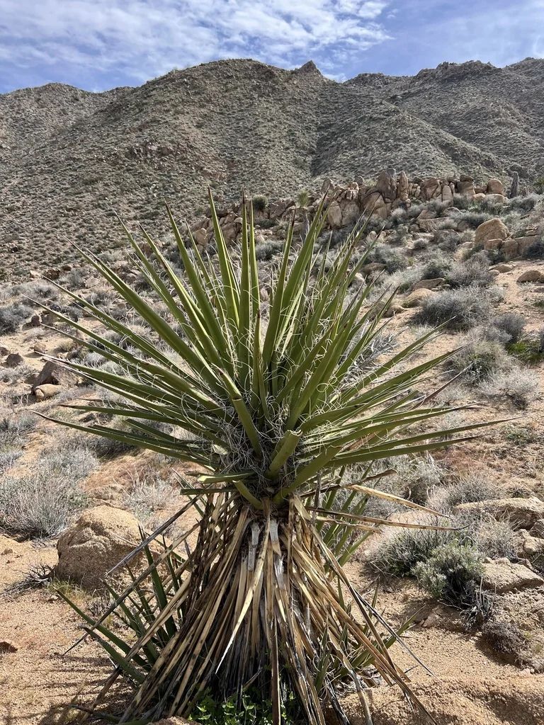Yucca Schidigera