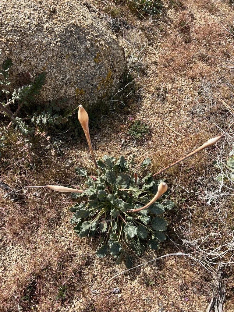 Eriogonum Inflatum