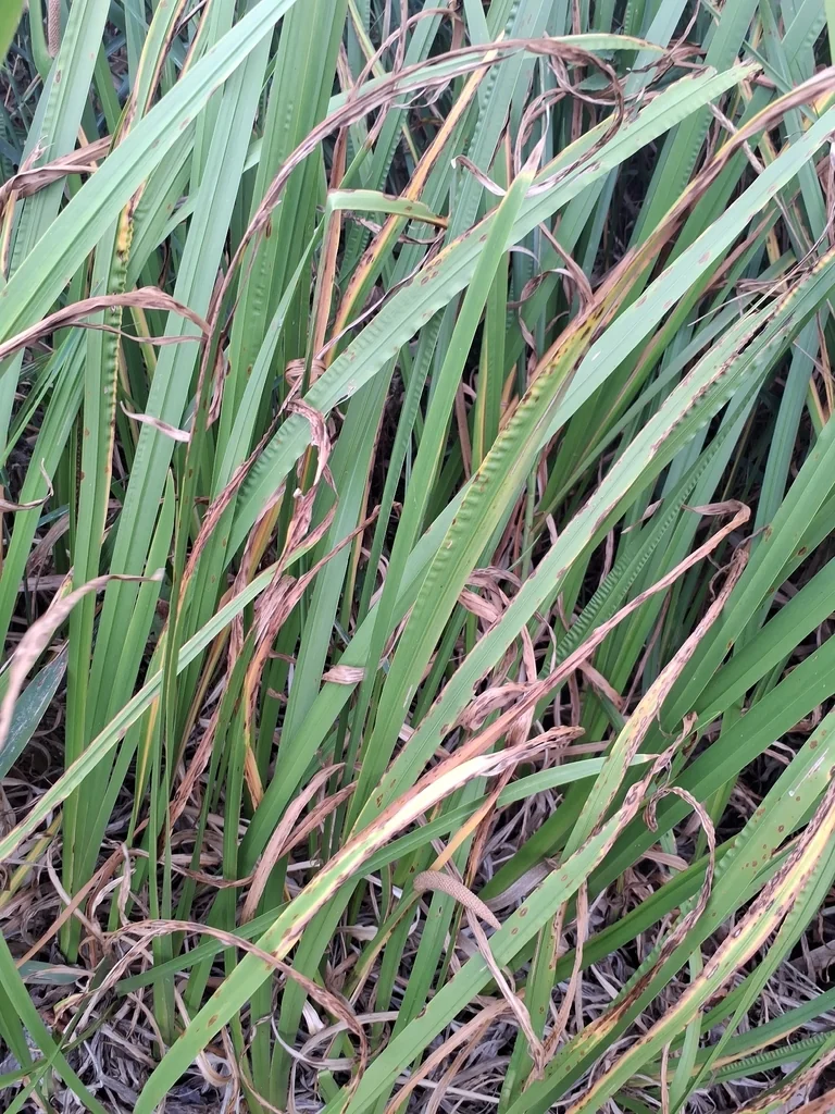 Acorus Calamus